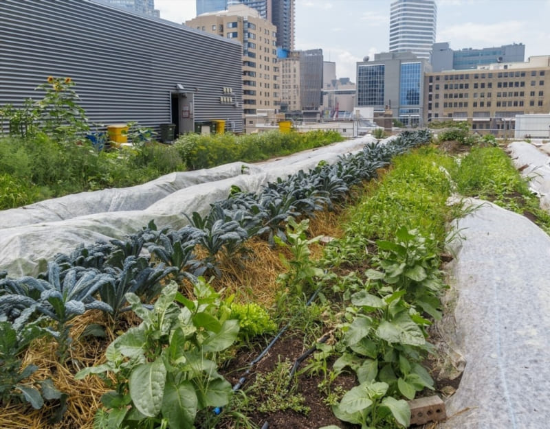 The Rise of Urban Farming